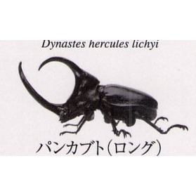 ♧溢起瘋扭蛋♧ BANDAI 扭蛋 轉蛋 生物大圖鑑 獨角仙 甲蟲 寵物 赫克力士 海神 高雄 鹽埕-規格圖7