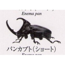 ♧溢起瘋扭蛋♧ BANDAI 扭蛋 轉蛋 生物大圖鑑 獨角仙 甲蟲 寵物 赫克力士 海神 高雄 鹽埕-規格圖4