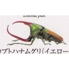 ♧溢起瘋扭蛋♧ BANDAI 扭蛋 轉蛋 生物大圖鑑 獨角仙 甲蟲 寵物 赫克力士 海神 高雄 鹽埕-規格圖7