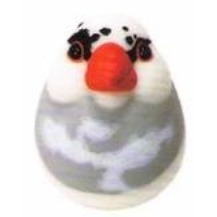 ♧溢起瘋扭蛋♧ Shine-G 扭蛋 轉蛋 LED 圓滾滾小鳥 夜燈 P5 鸚鵡 小鳥 小夜燈 寵物 發光 高雄 鹽埕-規格圖4