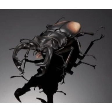 ♧溢起瘋扭蛋♧ BANDAI 扭蛋 轉蛋 生物大圖鑑 鍬形蟲 02 紅鹿細身赤鍬 日本大鍬 橘背叉角鍬 高雄 鹽埕-規格圖6