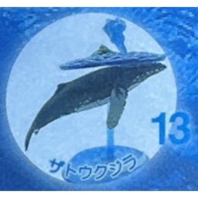♧溢起瘋扭蛋♧ 日版 扭蛋 沖繩 美麗海水族館限定 水族館 限定 海洋生物 公仔 高雄 鹽埕-規格圖6