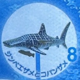 ♧溢起瘋扭蛋♧ 日版 扭蛋 沖繩 美麗海水族館限定 水族館 限定 海洋生物 公仔 高雄 鹽埕-規格圖6