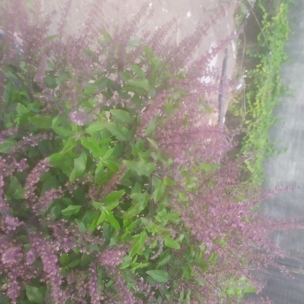 泰國打拋葉50元1000公克給，葉片和連梗枝和花 採下， 下標才鮮採-細節圖2