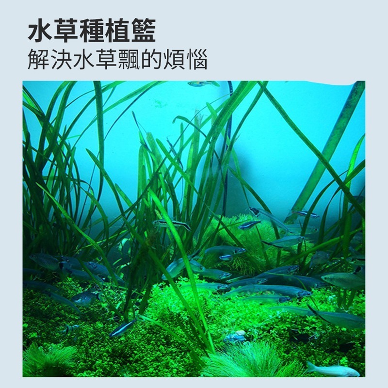 水草栽培盆 水草盆 透氣盆 懶人花盆 水草栽培 多肉盆 水耕盆 育苗盆 鹿角蕨盆 蘭花盆 食蟲植物盆【HW0078】-細節圖6