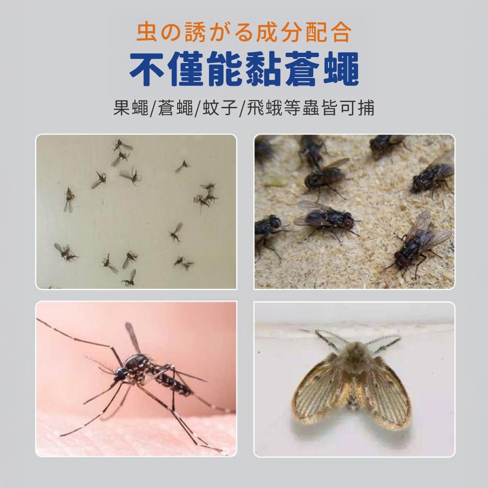 誘蠅球 黏蒼蠅球 超黏捕蠅球 捕蠅球 捕蠅板 捕蠅器 黏蟲板 黏蠅板 蒼蠅貼 黏果蠅 蒼蠅球 物理捕蠅【JJ0972】-細節圖6