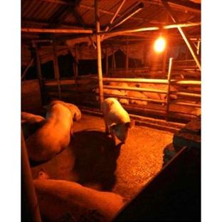 寶島之光 LED 12W 驅蚊燈泡 E27 全電壓 防蚊燈 防止登革熱 騎樓燈泡 露營用燈 家用 蟲害 蚊蟲驅趕-細節圖4