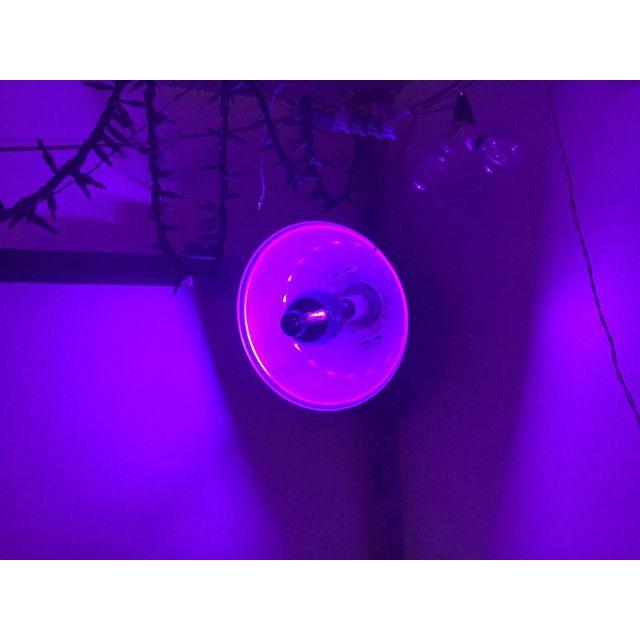 110V 500W BLB 400W 免安水銀黑燈泡 誘蟲燈 黑光燈泡 引蟲燈 誘蟲燈 捕蟲燈 黑光誘蟲燈-細節圖2