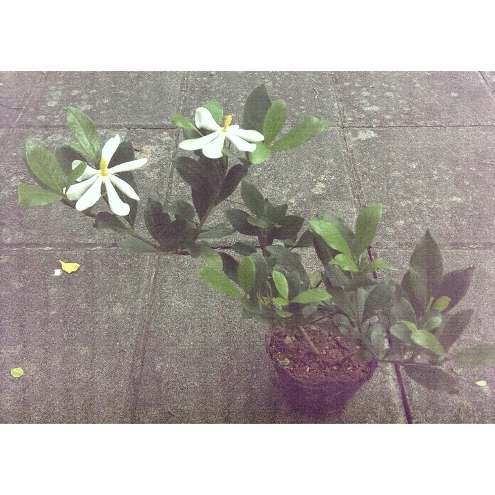 【植日生】單瓣山黃梔-細節圖2