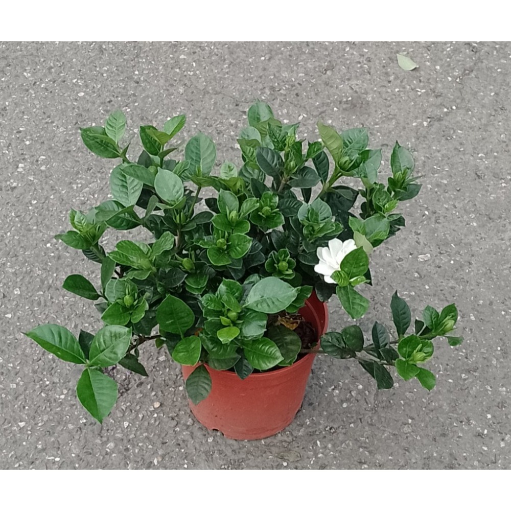 【植日生】荷蘭玉堂春6吋-細節圖2