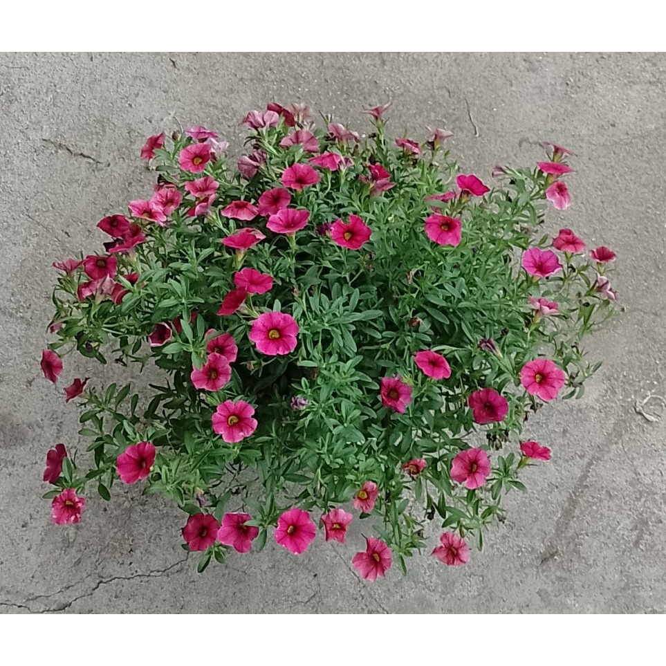 【植日生】舞春花5吋-細節圖2
