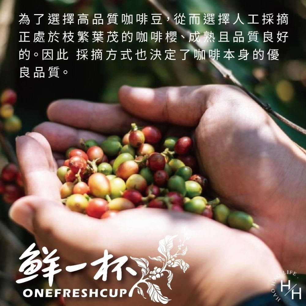好市多現貨快出【鮮一杯】曼特寧濾掛咖啡/巴西喜拉朵濾掛咖啡 共兩款 咖啡豆 咖啡粉 深焙 淺焙 中焙 咖啡粉 黑咖啡-細節圖4