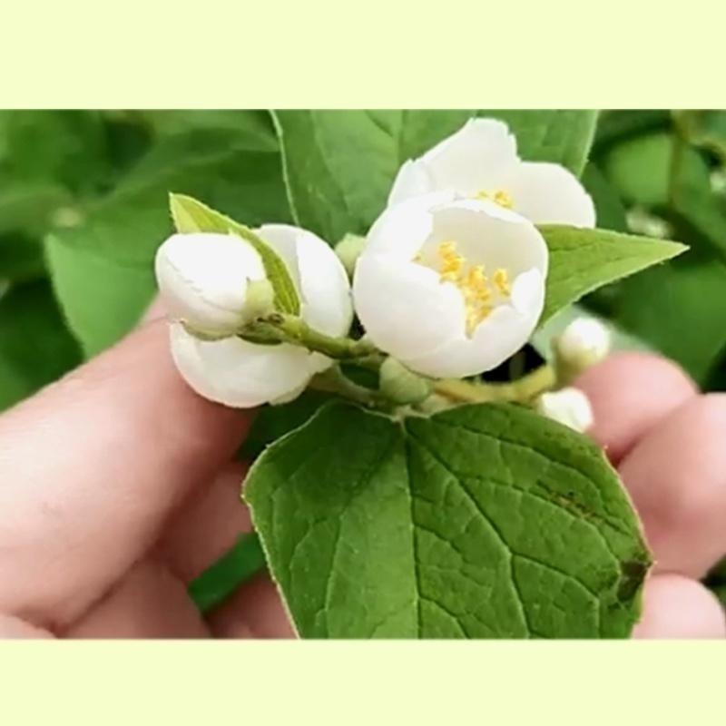 【萬年春】茉莉香片粉1kg/袋 茉莉花 香片粉 烘焙 營業用 烘焙材料-細節圖5