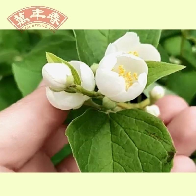 【萬年春】茉莉香片粉100g/袋 茉莉花 香片粉 茉莉香片粉 烘焙 營業用 烘焙材料-細節圖5