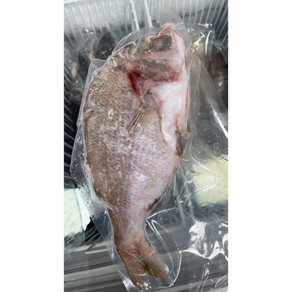 🐟嘉鱲魚(迦納魚)450g~480g-細節圖2