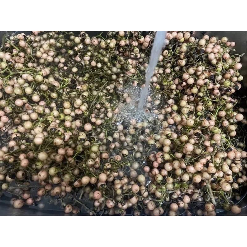 新到一批🔥新鮮做歡迎下單❤️超搶手的自製破布子(樹籽）-細節圖7