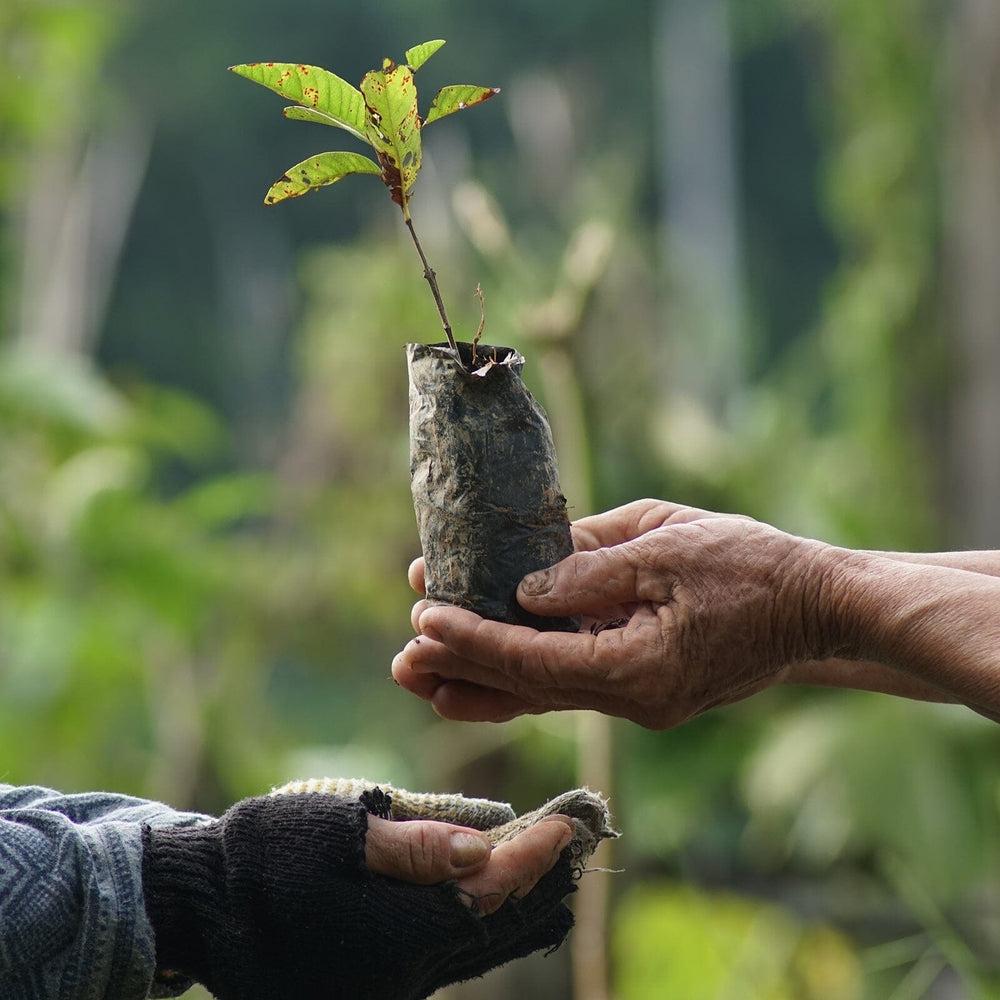 Pura Vida 美國手工 ONE TREE PLANTED 樹造綠淨 慈善基本款可調式手環-細節圖8