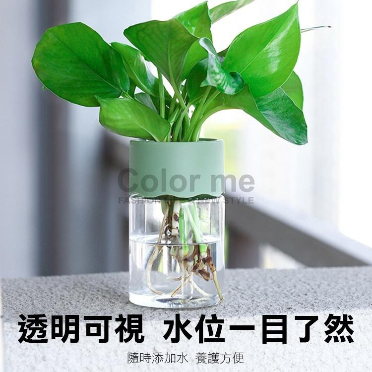 水培盆 盆栽 塑料花盆 圓形器皿 裝飾品 植物盆 盆子 園藝 吸水花盆 懶人 日系水耕盆栽【N281】Color me-細節圖4