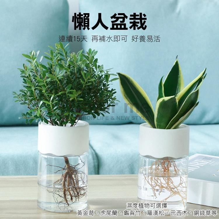 水培盆 盆栽 塑料花盆 圓形器皿 裝飾品 植物盆 盆子 園藝 吸水花盆 懶人 日系水耕盆栽【N281】Color me-細節圖5