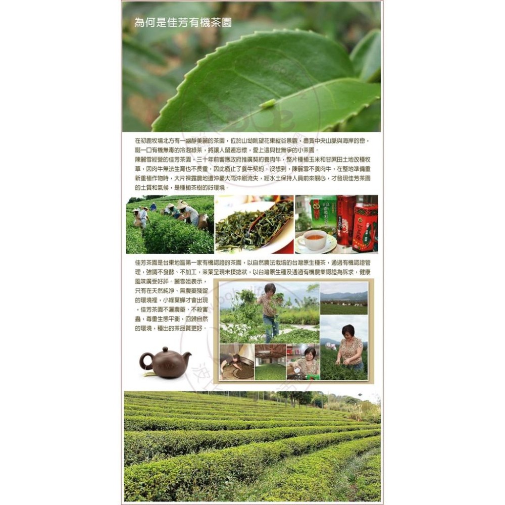 有機冷泡綠茶 (150公克*2包/盒)– 佳芳茶園-細節圖5