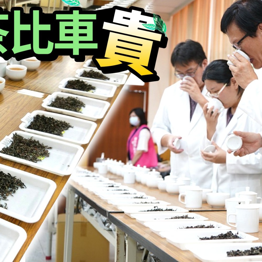 坪林上游茶區.製作蜜香茶膨風茶東方美人茶-細節圖5