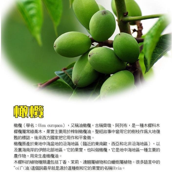 全健花茶｜丁香/大黃橄欖 200公克 橄欖 蜜餞 古早味橄欖 傳統橄欖-細節圖4