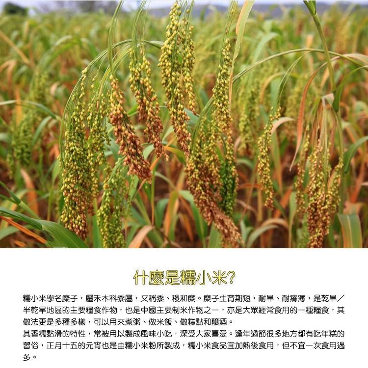 【正心堂】 糯小米 600克 黃小米 黏性佳 中國小米 可製小米粥小米粽小米QQ蛋點心糕點 五穀雜糧-細節圖2