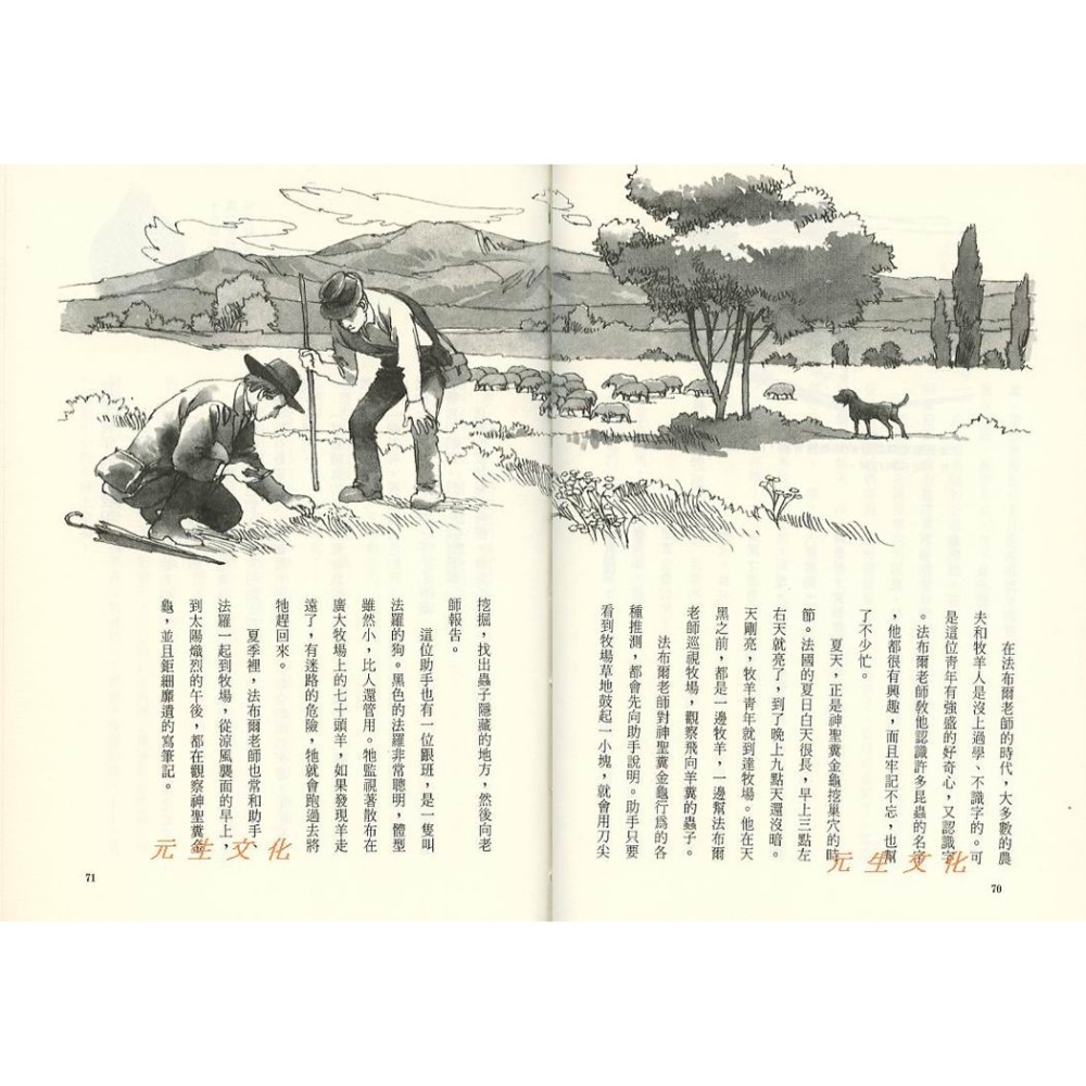 《昆蟲記》台灣東方-細節圖3