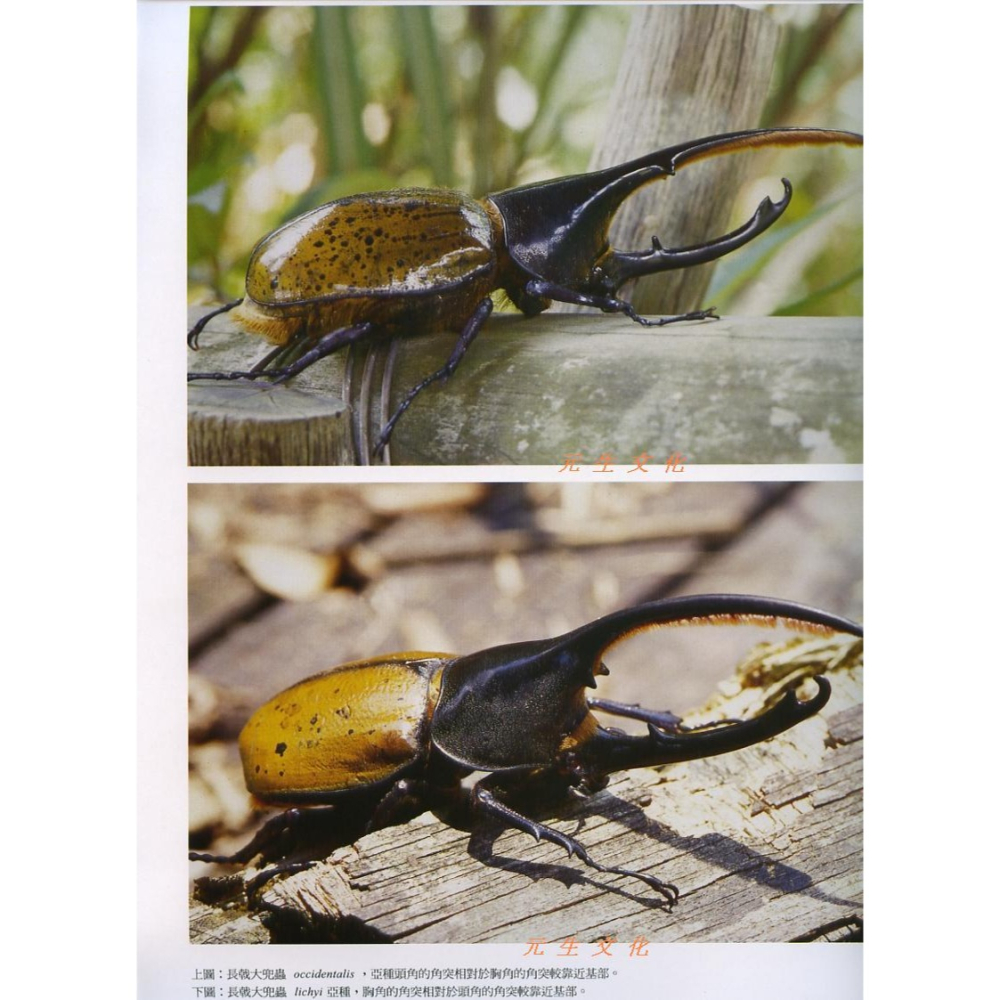 《昆蟲大師》博學館-細節圖2