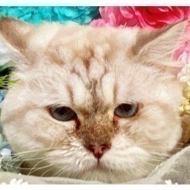 社群客訂 結帳時請備註   1. 社群暱稱 or LIne 暱稱 2.商品品項.數量 3.總價  下單後請聊聊客服唷-細節圖3