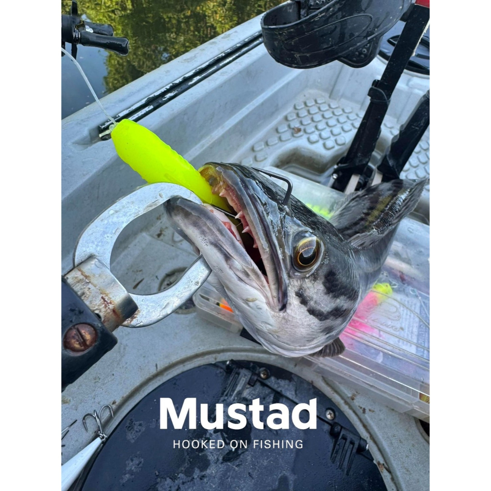 Mustad 慕斯達 2倍 怪物 方形 8/0 曲柄鉤 魚虎 石斑 軟蟲 鉤子 阿蔡路亞 台灣現貨-細節圖5