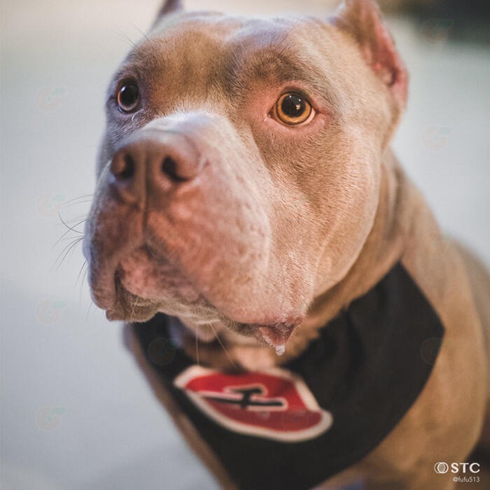 STC Cine Mist CPL 67mm 77mm 82mm 1/4 黑柔霧偏光鏡 公司貨 電影鏡 柔光鏡 偏光鏡-細節圖9