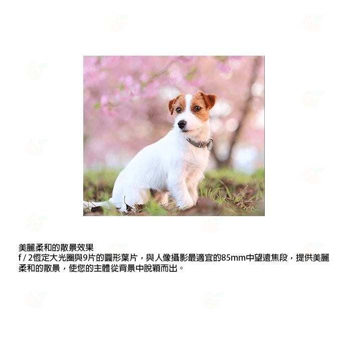 Canon RF 85mm F2 Macro IS STM 微距 人像鏡頭 台灣佳能公司貨-細節圖3