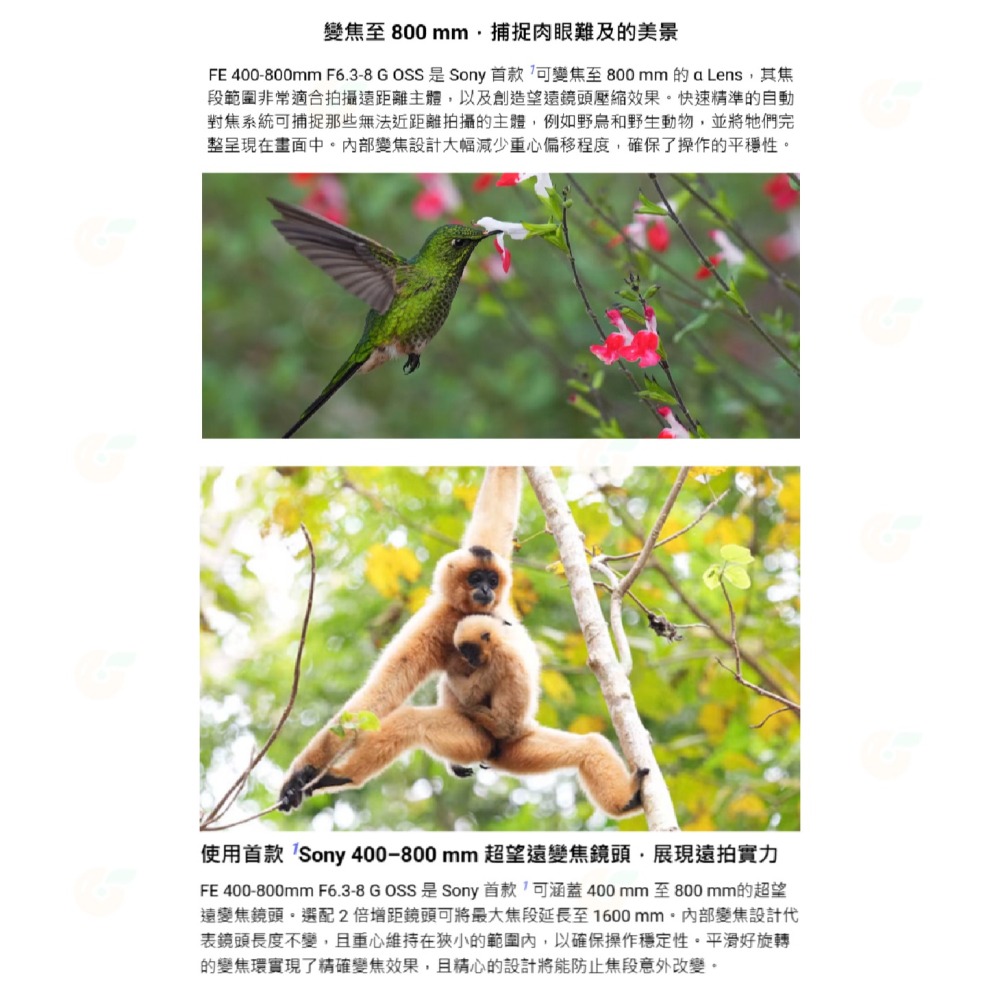 SONY SEL400800G FE 400-800mm F6.3-8 G OSS 鏡頭 台灣索尼公司貨 400-800-細節圖2