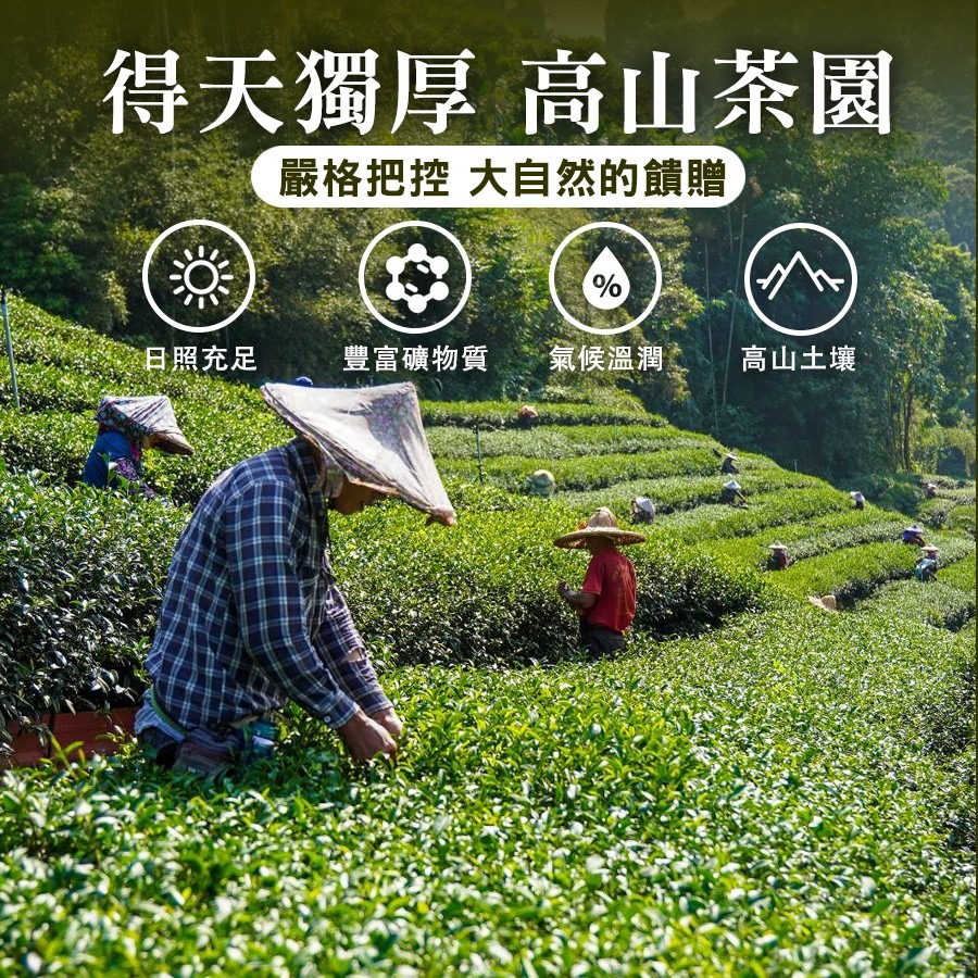 坂尾家黃金油切綠茶50入-細節圖2