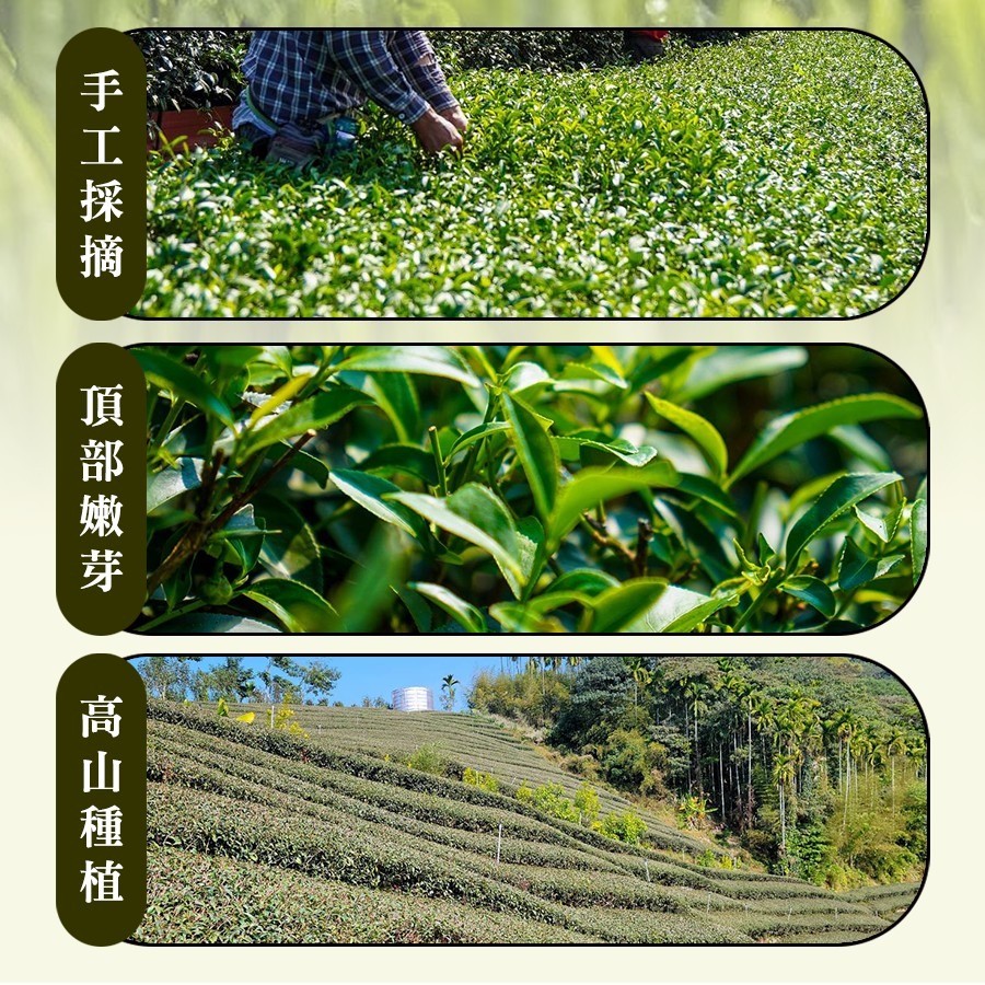 坂尾家黃金油切綠茶50入-細節圖5