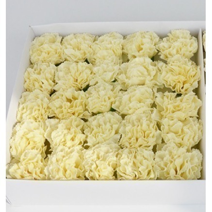 【Ava香皂花】康乃馨花束 康乃馨香皂花 香皂花康乃馨 手工康乃馨 手工乾燥花 盆栽 插花 花材 母親節-細節圖3