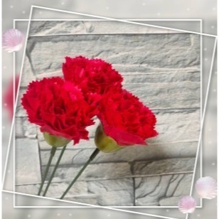 【Ava香皂花】康乃馨花束 康乃馨香皂花 香皂花康乃馨 手工康乃馨 手工乾燥花 盆栽 插花 花材 母親節-規格圖6