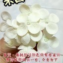 【Ava香皂花】韓式小繡球香皂花 繡球花花束 繡球花盆栽 繡球花 香皂花 插花 裝飾花束 點綴 香皂花 肥皂花 居家裝飾-規格圖5