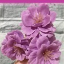 【Ava香皂花】櫻花香皂花 櫻花花束 櫻花盆栽 插花 裝飾花束 點綴 香皂花 肥皂花 香皂花頭 居家裝飾 聖誕節-規格圖5