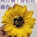 【Ava香皂花】向日葵 太陽花 香皂花 向日葵花束 肥皂花 香皂向日葵 花頭 居家裝飾 畢業季-規格圖5