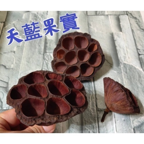 天然素材 蓮花果實 乾燥花 聖誕節 裝飾 乾燥 原色果實 DIY素材 聖誕節 居家裝飾 自然果實 蓮花蓮蓬頭-細節圖2