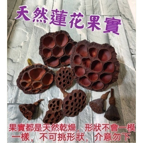 天然素材 蓮花果實 乾燥花 聖誕節 裝飾 乾燥 原色果實 DIY素材 聖誕節 居家裝飾 自然果實 蓮花蓮蓬頭-細節圖3