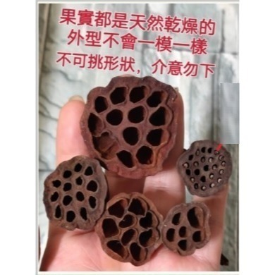 天然素材 蓮花果實 乾燥花 聖誕節 裝飾 乾燥 原色果實 DIY素材 聖誕節 居家裝飾 自然果實 蓮花蓮蓬頭-細節圖4