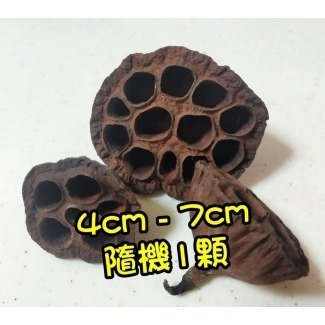 天然素材 蓮花果實 乾燥花 聖誕節 裝飾 乾燥 原色果實 DIY素材 聖誕節 居家裝飾 自然果實 蓮花蓮蓬頭-規格圖4