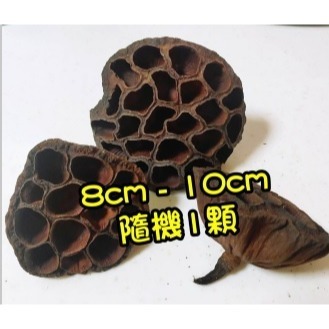大蓮蓬8-11cm大小隨機/1顆