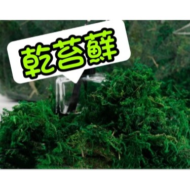 乾青苔 乾苔蘚 仿真青苔 仿真苔蘚 插花配件 仿真绿色植物 插花花材 花藝配件 盆栽裝飾 青苔 苔藓 手工藝材料-細節圖2