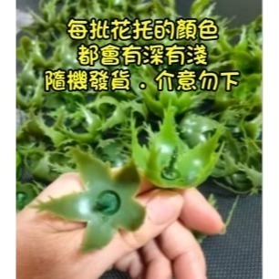 玫瑰花專用花托 玫瑰花花托 手工 diy 材料 香皂花 乾燥花 絲襪花 手工花 玫瑰花托 園藝-細節圖3