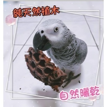 (買5送1) 寵物啃咬玩具 鸚鵡啃咬玩具 天然荷花蓮蓬 蓮花蓮蓬 天然蓮蓬頭 寵物玩具 寵物鼠 蜜袋鼯 啃咬球 自然素材-細節圖2