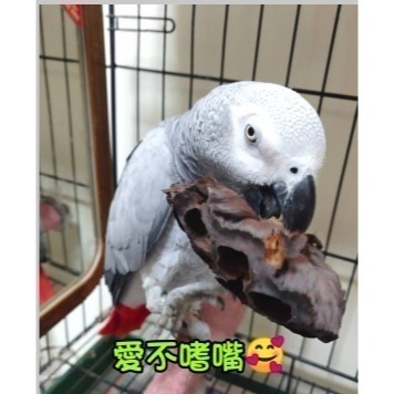(買5送1) 寵物啃咬玩具 鸚鵡啃咬玩具 天然荷花蓮蓬 蓮花蓮蓬 天然蓮蓬頭 寵物玩具 寵物鼠 蜜袋鼯 啃咬球 自然素材-細節圖4